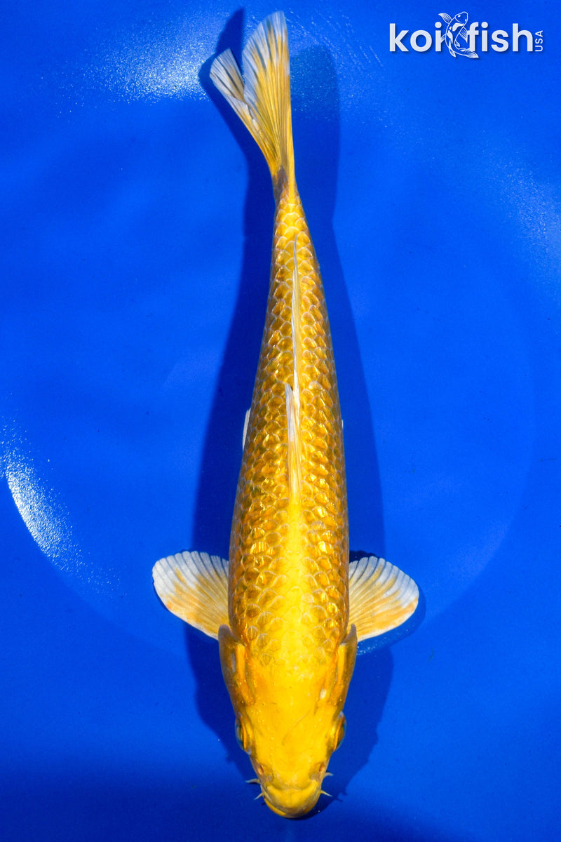 9" GINRIN YAMABUKI OGON