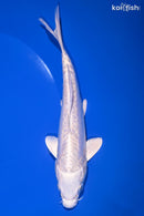7.5" DOITSU PLATINUM OGON