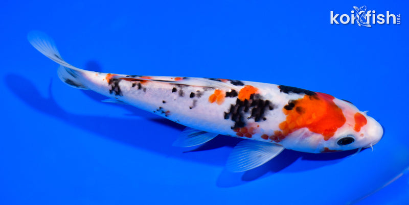 7.75" SANKE