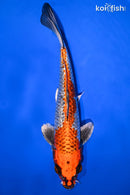9.75" GINRIN BENI GINGA