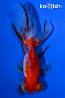 5" CALICO TELESCOPE GOLDFISH