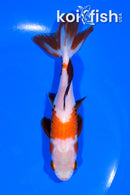 5.25" WAKIN GOLDFISH