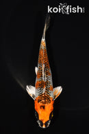 5" GINRIN BENI GINGA