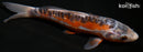 7.25" HI SHUSUI