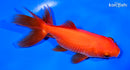 4.75" ORANDA GOLDFISH