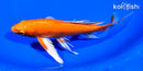 7.5" ORENJI OGON BUTTERFLY