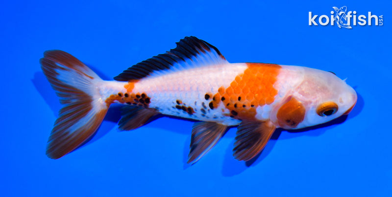 5.25" WAKIN GOLDFISH