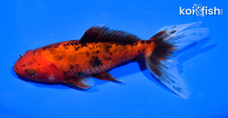 5.75" WAKIN GOLDFISH