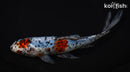 8.75" MARUTEN SHUBUNKIN GOLDFISH