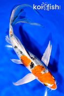 9" YAMATO NISHIKI BUTTERFLY