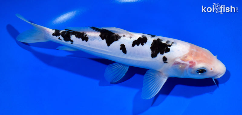 10" DOITSU SHIRO BEKKO