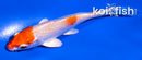4" HARIWAKE