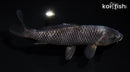 6.25" MATSUKAWBAKE