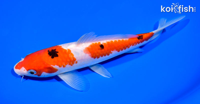 7.75" SANKE