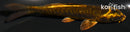 4.25" KIN KIKOKURYU