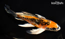 7" ARAGOKE BENI KIKOKURYU BUTTERFLY