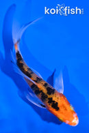 4" YAMATO NISHIKI BUTTERFLY