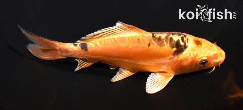 5.25" DOITSU ORENJI MATSUBA