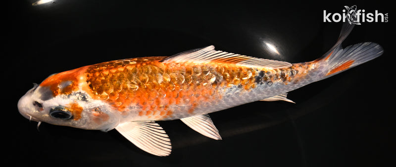 6.75" GINRIN KUJAKU