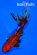 6.75" WATONAI GOLDFISH