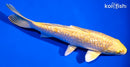 6" GINRIN YAMABUKI OGON