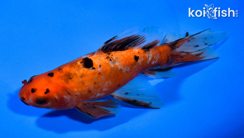 6.25" CALIKO WAKIN GOLDFISH