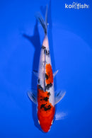 7.75" YAMATO NISHIKI