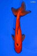 5.25" WAKIN GOLDFISH