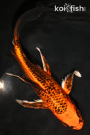 9" KIN ORENJI MATSUBA BUTTERFLY