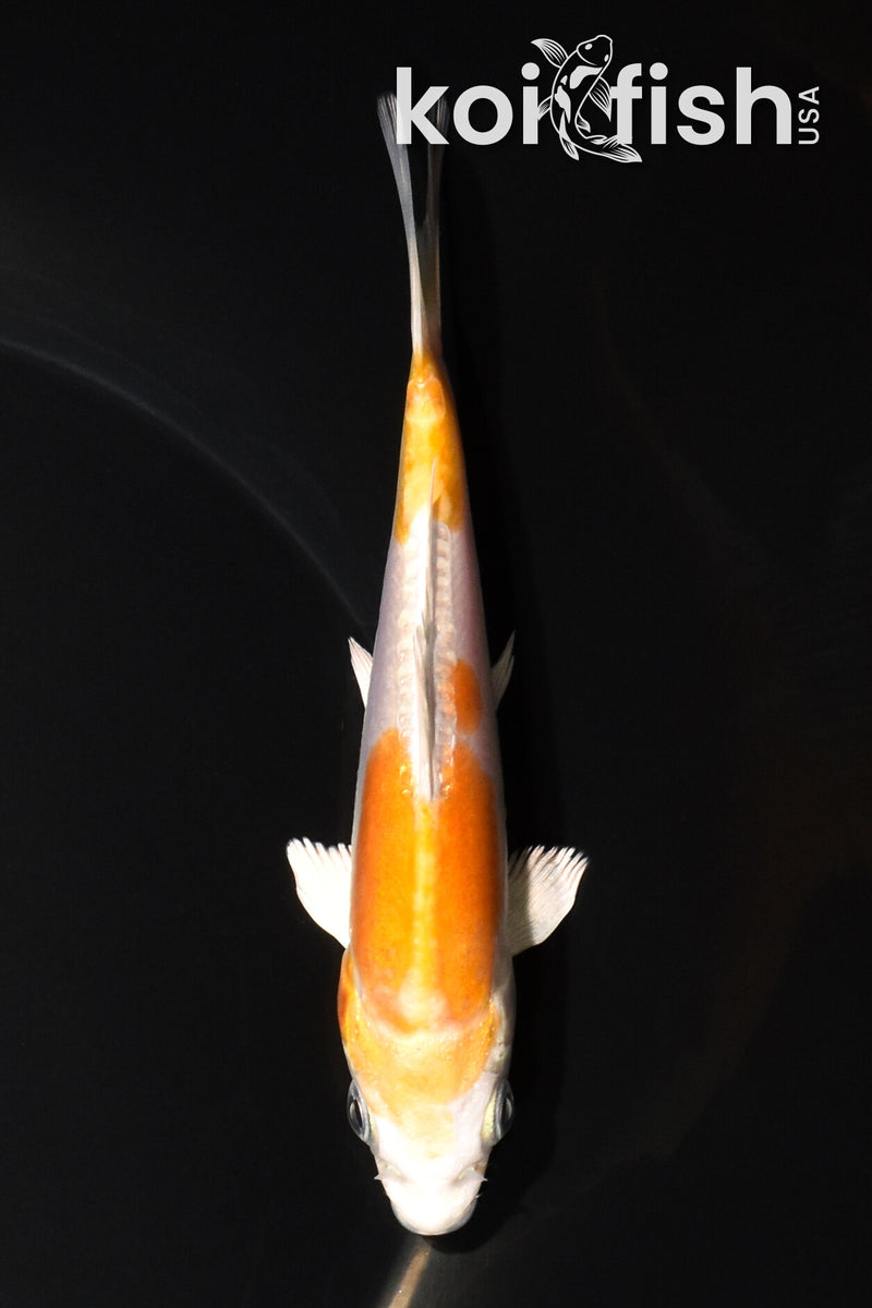 5" KIKUSUI