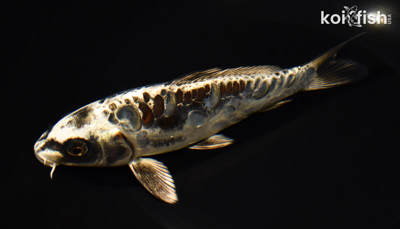 6.75" ARAGOKE BENI KIKOKURYU