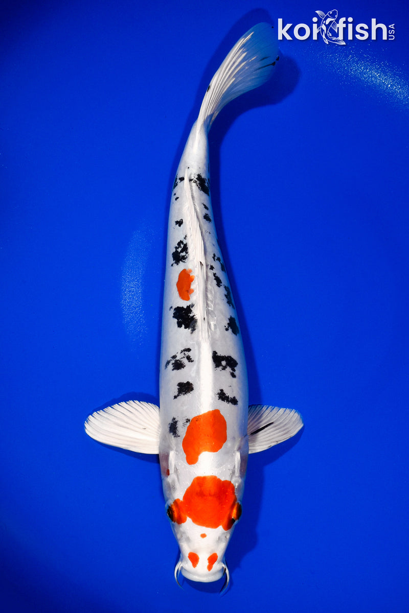 13" HEISEI NISHIKI