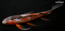 9.75" HI SHUSUI BUTTERFLY
