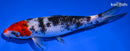 7.25" SANKE