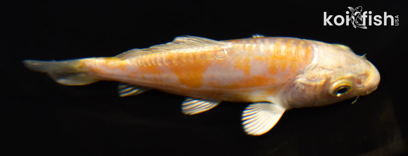 3.75" KIKUSUI