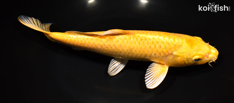 11" YAMABUKI OGON