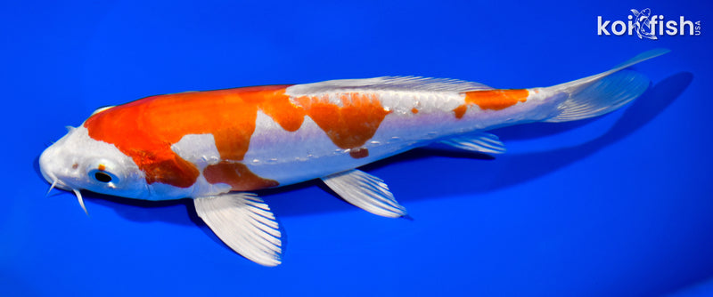 7.75" KIKUSUI