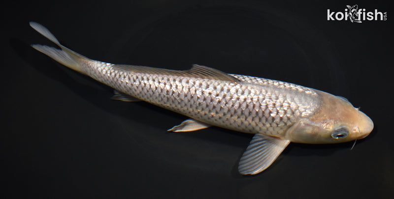 9.75" GINRIN SORAGOI