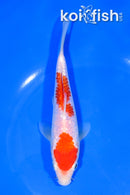 6.5" GINRIN NIDAN KOHAKU
