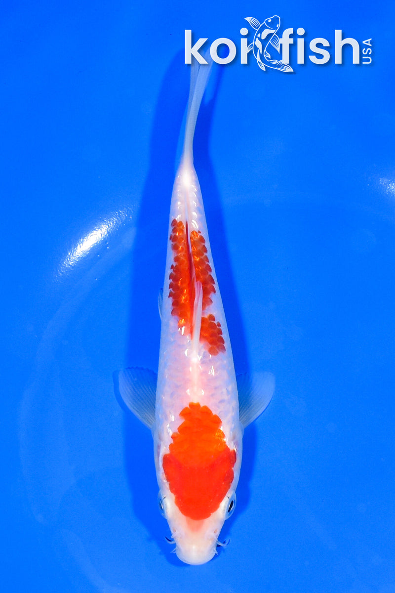 6.5" GINRIN NIDAN KOHAKU