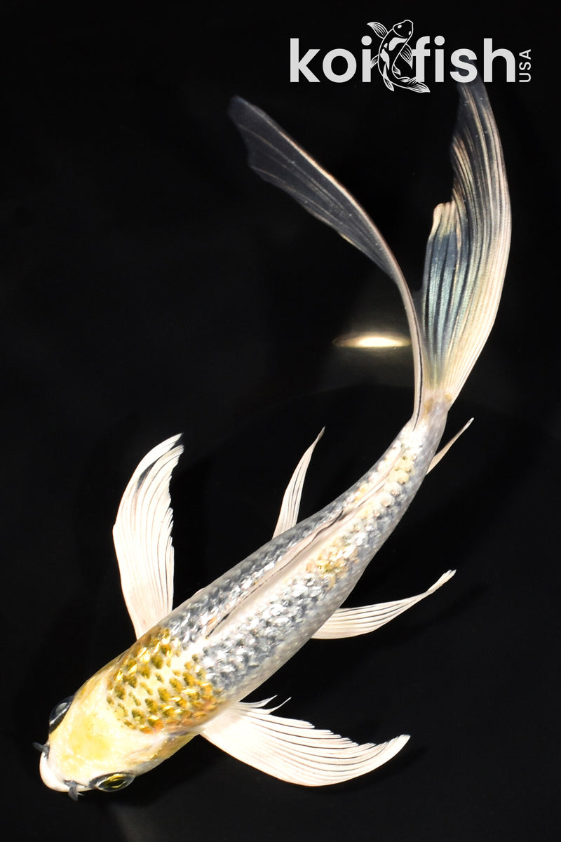 8.5" GINRIN KUJAKU BUTTERFLY