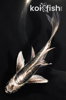 6" KIKOKURYU BUTTERFLY