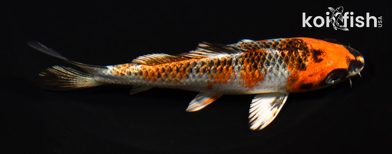 5" GINRIN BENI GINGA