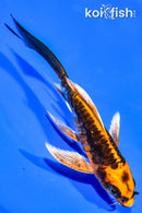 5.5" ARAGOKE BENI KIKOKURYU BUTTERFLY