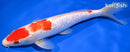 10.25" GINRIN KOHAKU