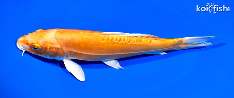 9" DOITSU ORENJI OGON