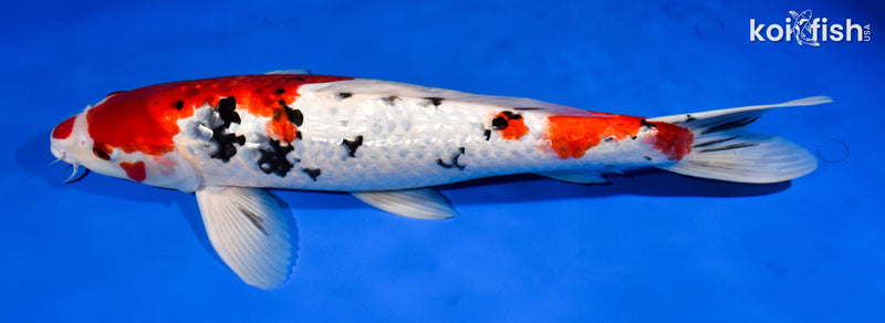 15.25" GINRIN SANKE