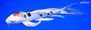 7.5" YAMATO NISHIKI BUTTERFLY