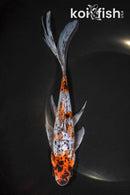 7.75" SHUBUNKIN GOLDFISH