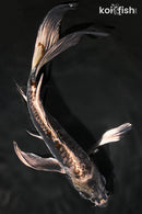 9.75" BENI KIKOKURYU BUTTERFLY